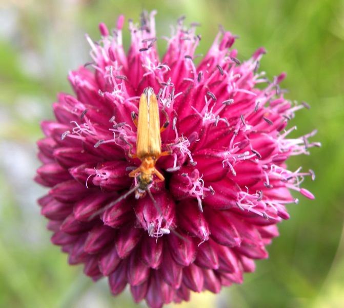 Cerambycidae? No, Oedemeridae, Oedemera podagrariae, femmina
